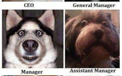 hierarchy-in-silicon-valley-funny-pic