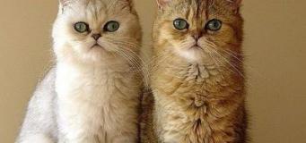 2 cats here represents dual