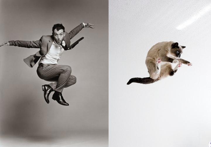 Cats Recreate Awkward Model Poses4