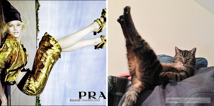 Cats Recreate Awkward Model Poses3