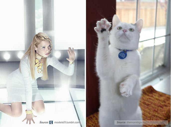 Cats Recreate Awkward Model Poses9