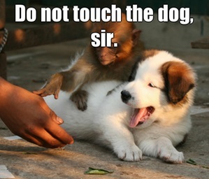 do not touch the dog, sir.