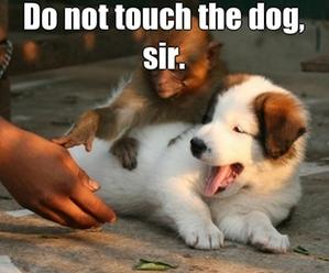 do not touch the dog, sir.