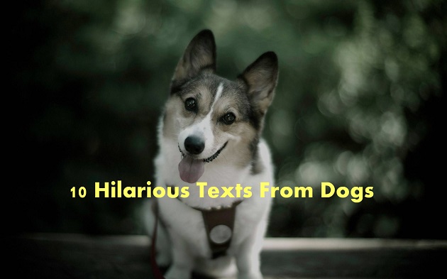 10 hilarious texts from dogs(1)