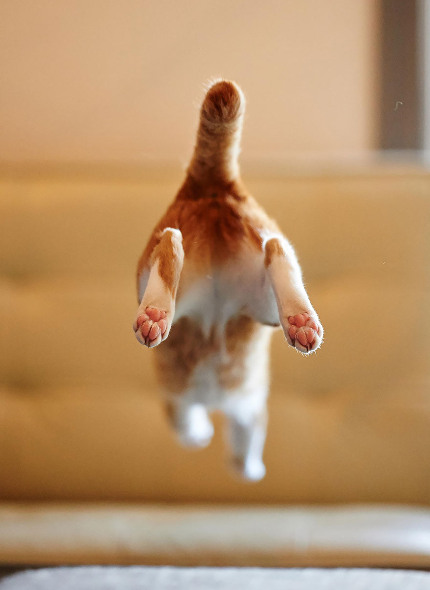 Jumping Cat 12