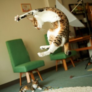 21 Fabulous Jumping Cats Will Make You Go 'Aww'