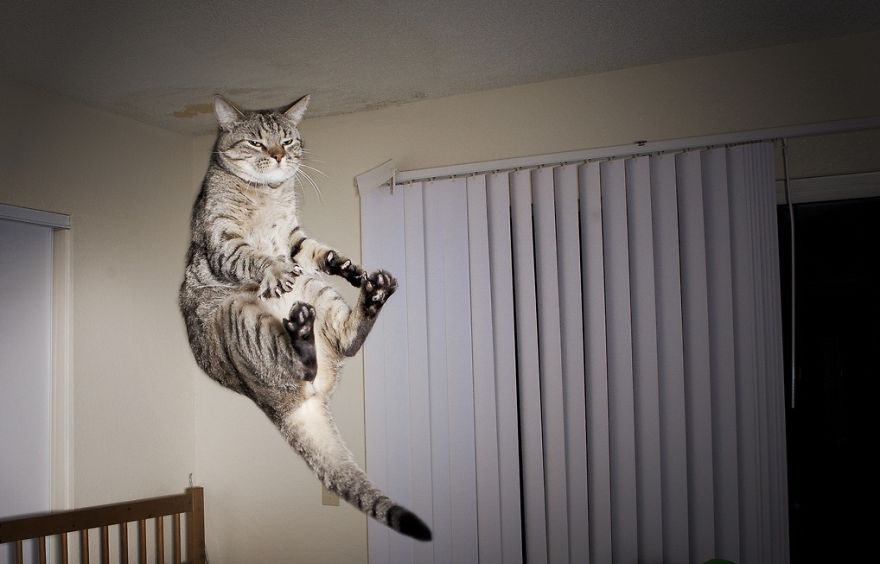 Jumping Cat 21