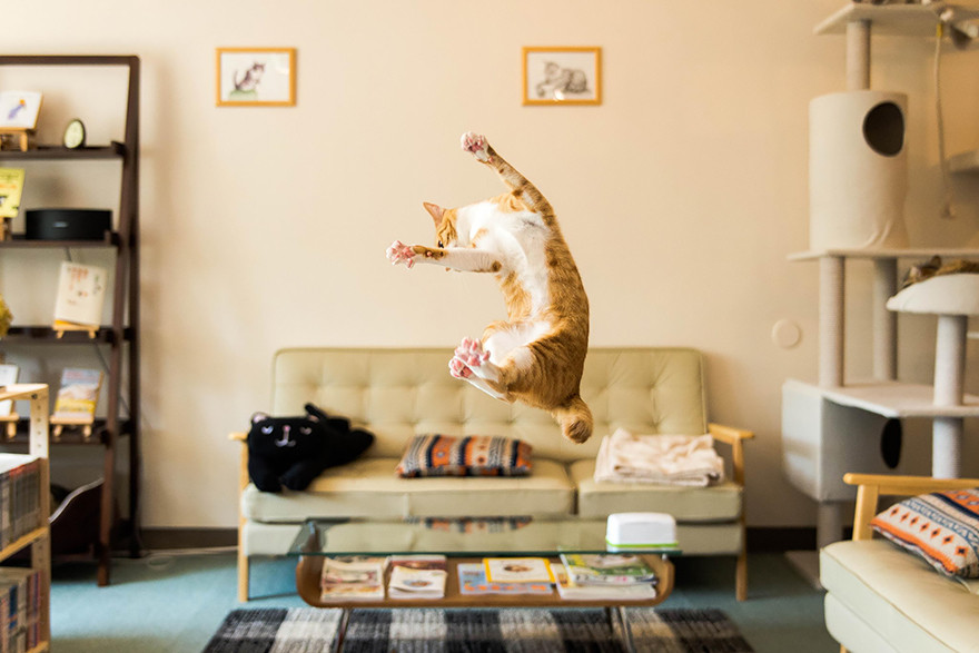 Jumping Cat 3