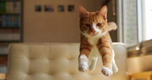 21 Fabulous Jumping Cats Will Make You Go 'Aww'
