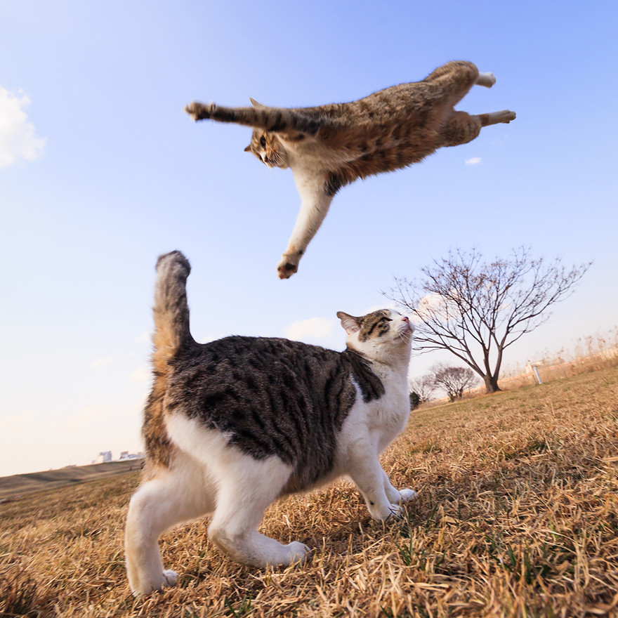 Jumping Cat 9