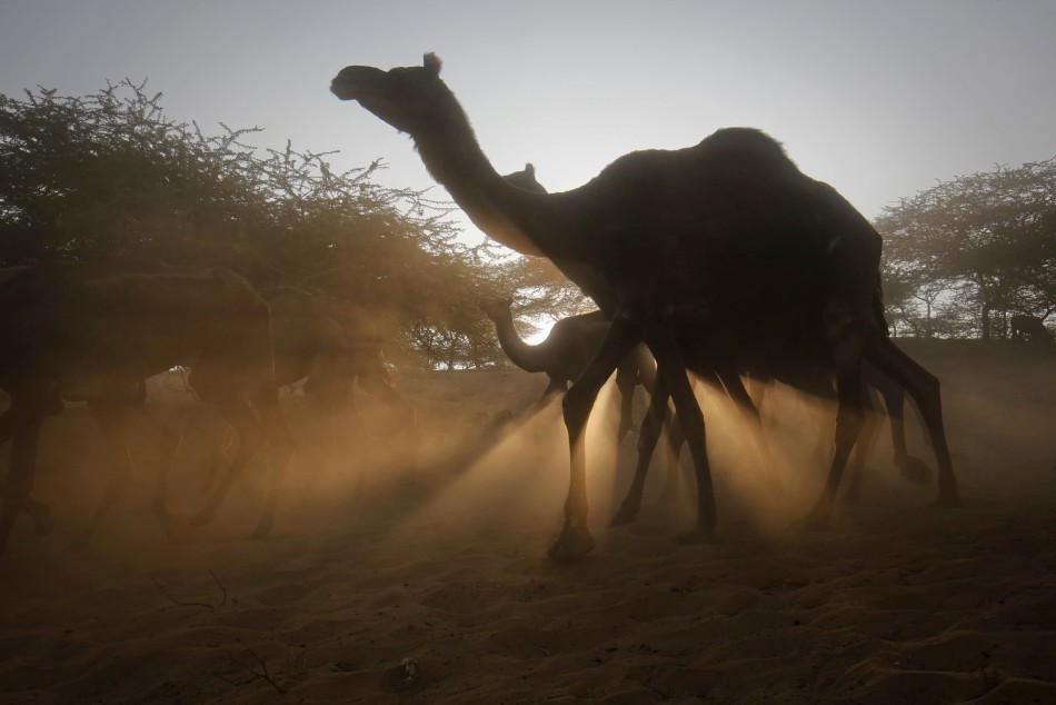 pushkar mela 2014