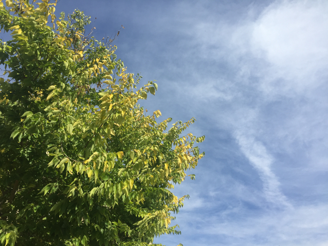 green-gold-tree