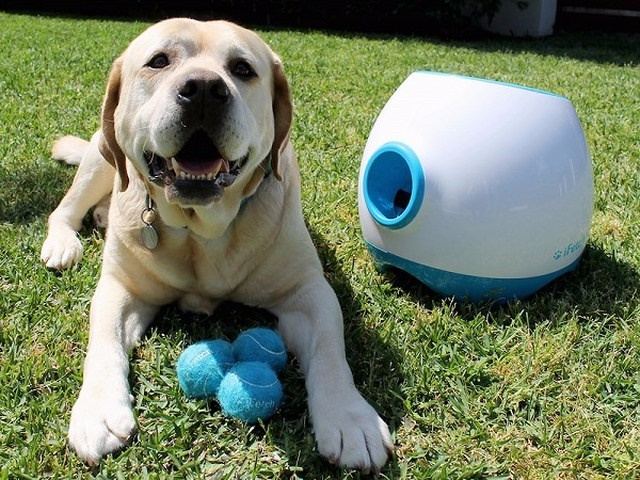 Best gadgets shop for dogs