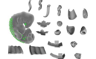 Scientists Manage to Hack Cells to Create Complex 3D Shapes