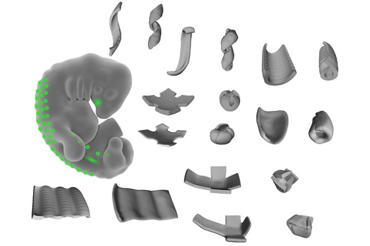 Scientists Manage to Hack Cells to Create Complex 3D Shapes