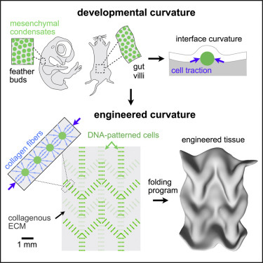 scientists folding living cells