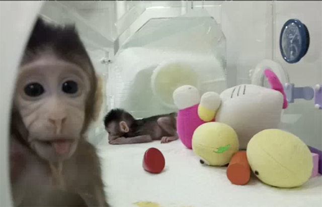 Scientists Evaluate Human Duplicates After Cloning Monkeys For The First Time