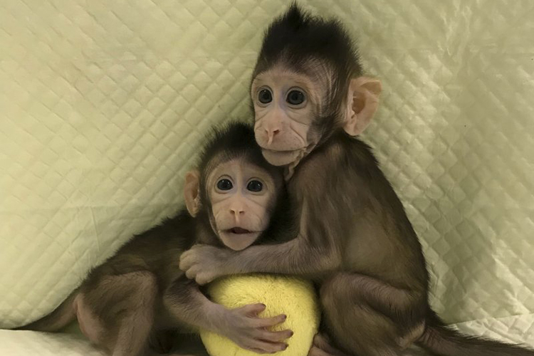 Scientists Evaluate Human Duplicates After Cloning Monkeys For The First Time