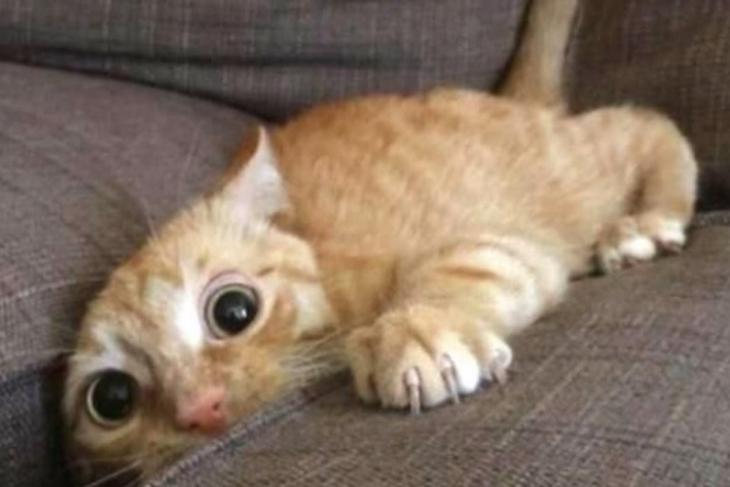 Microsoft Survey Finds Cat Memes A Major Distraction for Employees