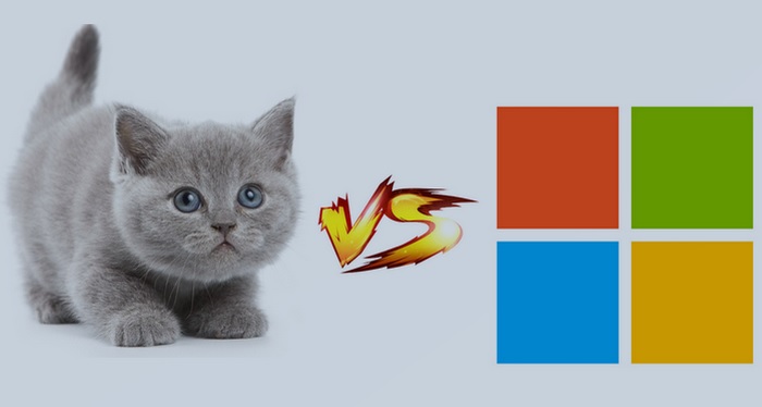 Microsoft Survey Finds Cat Videos Are Major Distraction for Employees