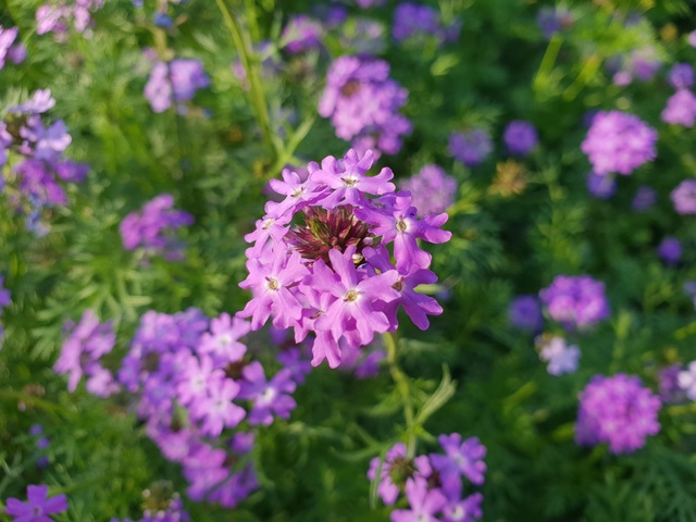 flower bokeh 