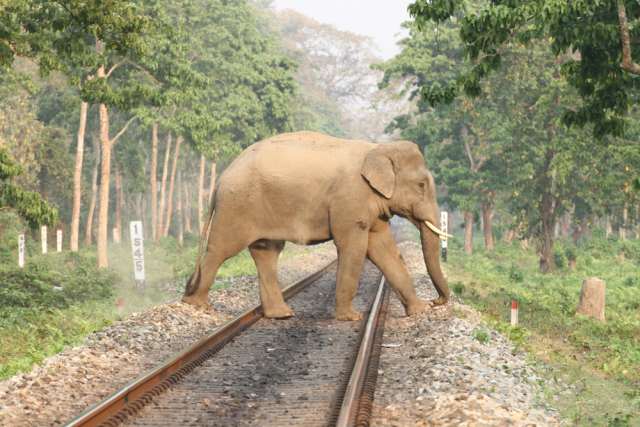 Indian Railways’ ‘Plan Bee’ Device Saves Elephants From Train Accidents