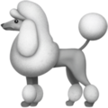 Poodle