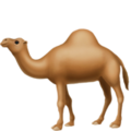 Camel