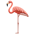 flamingo