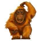 orangutan