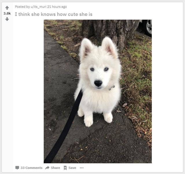 aww reddit