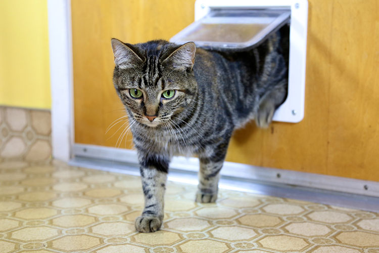 An Amazon Engineer Made an AI Cat Flap to Stop His Cat from Bringing Dead Animals Inside
