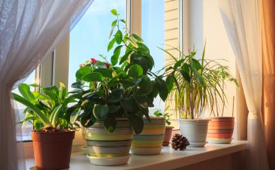 potted plants don't improve indoor air quality, reveal researchers