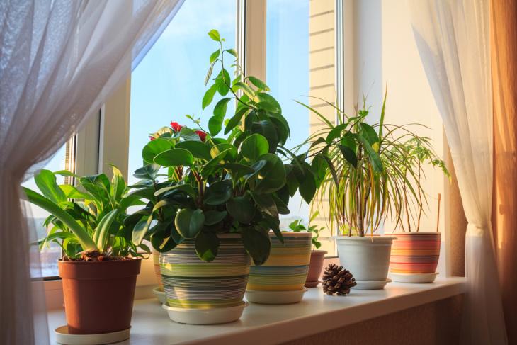 potted plants don't improve indoor air quality, reveal researchers
