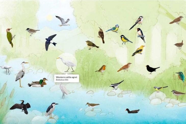 bird website feat.