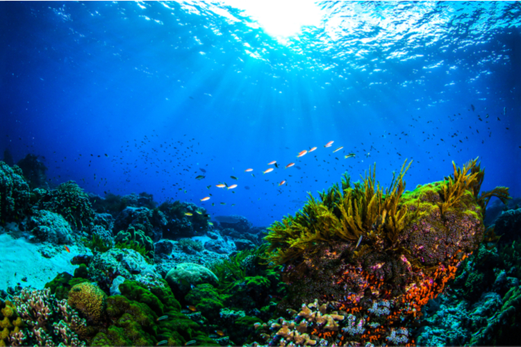 Coral reefs NASA feat.