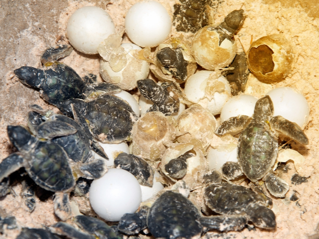 Sea turtle eggs 1
