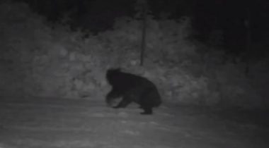 Japan Is Using Scary Robotic Wolves to Deter Bear Attacks | Beebom