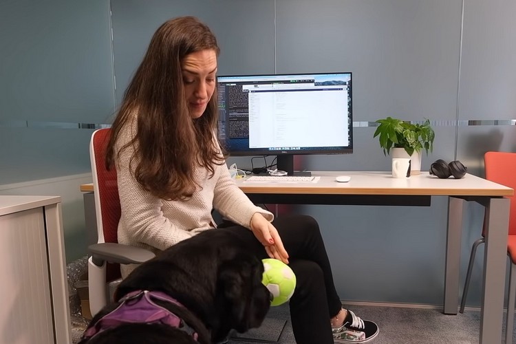 A Researcher Developed a "DogPhone" for Her Pet Labrador to Video Call Her Anytime from Home