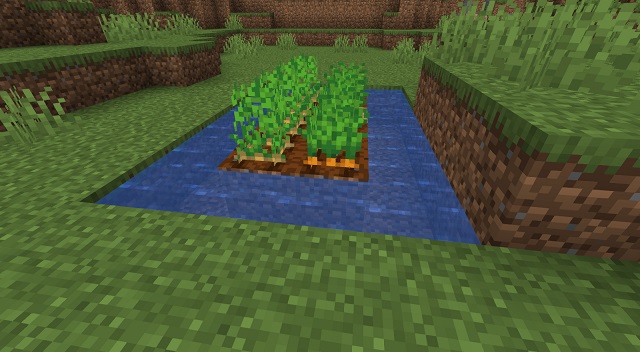 Patatas y zanahorias completamente cultivadas en Minecraft