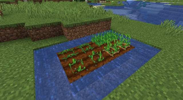 How to Plant Seeds and Grow Crops in Minecraft (2022 Guide) | Beebom