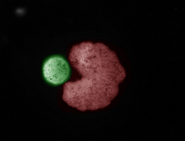 These Tiny "Xenobot" Robots Can Biologically Reproduce to Create a Xenobot Family!