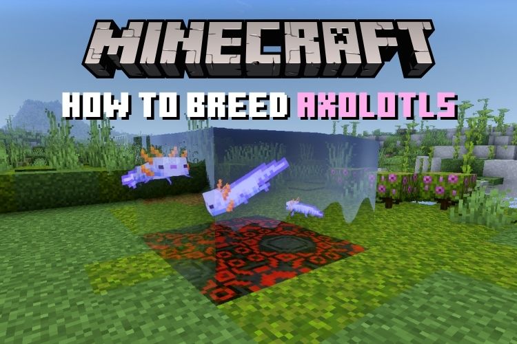 How to Breed and Tame Axolotls in Minecraft (2022 Guide) Beebom