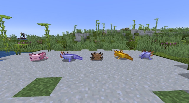 Types d'Axolotls