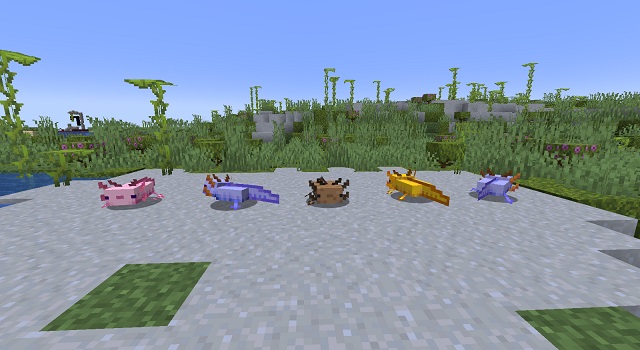 How to get blue axolotls in Minecraft 1.17 version