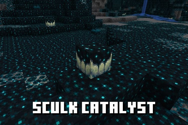 How does sculk catalyst work in Minecraft The Wild Update?