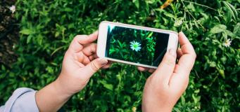 Best Plant Identifier Apps for Android and iPhone