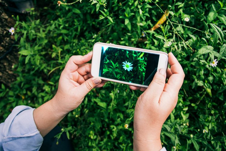 10 Best Plant Identifier Apps For Android And Iphone (Free & Paid) | Beebom