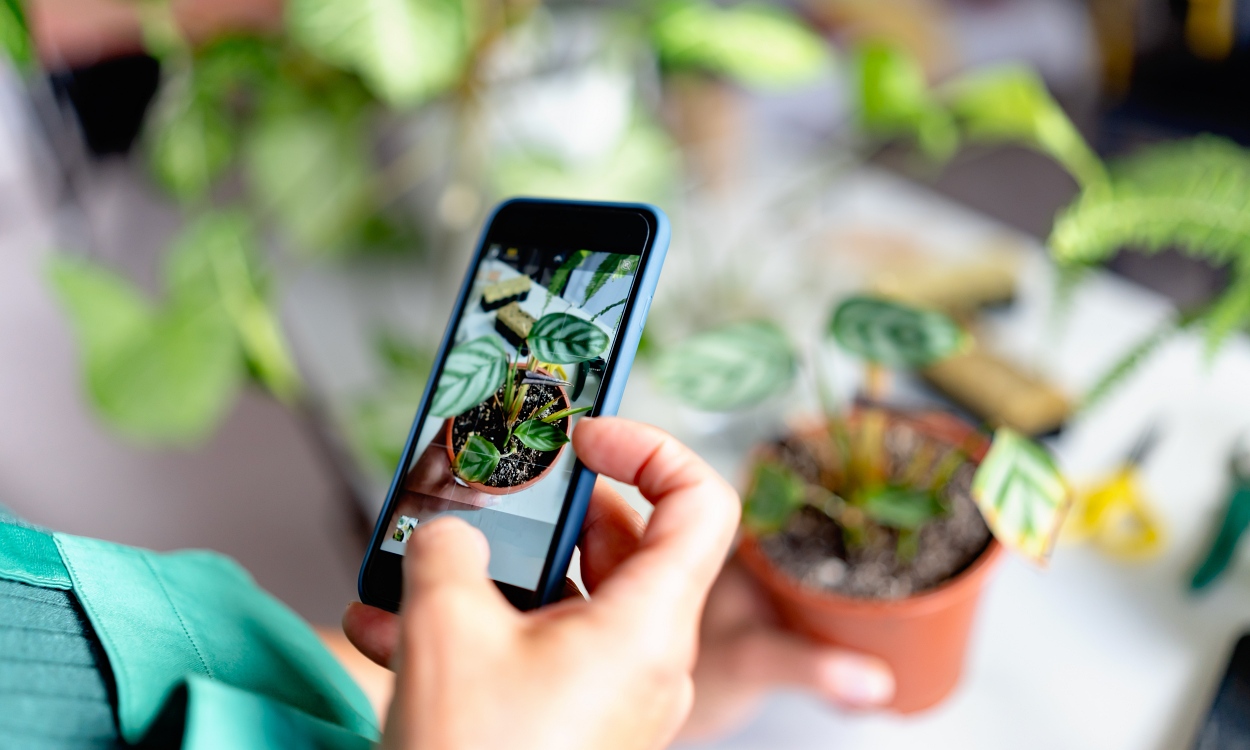 10 Best Plant Identifier Apps for Android and iPhone (Free & Paid) | Beebom