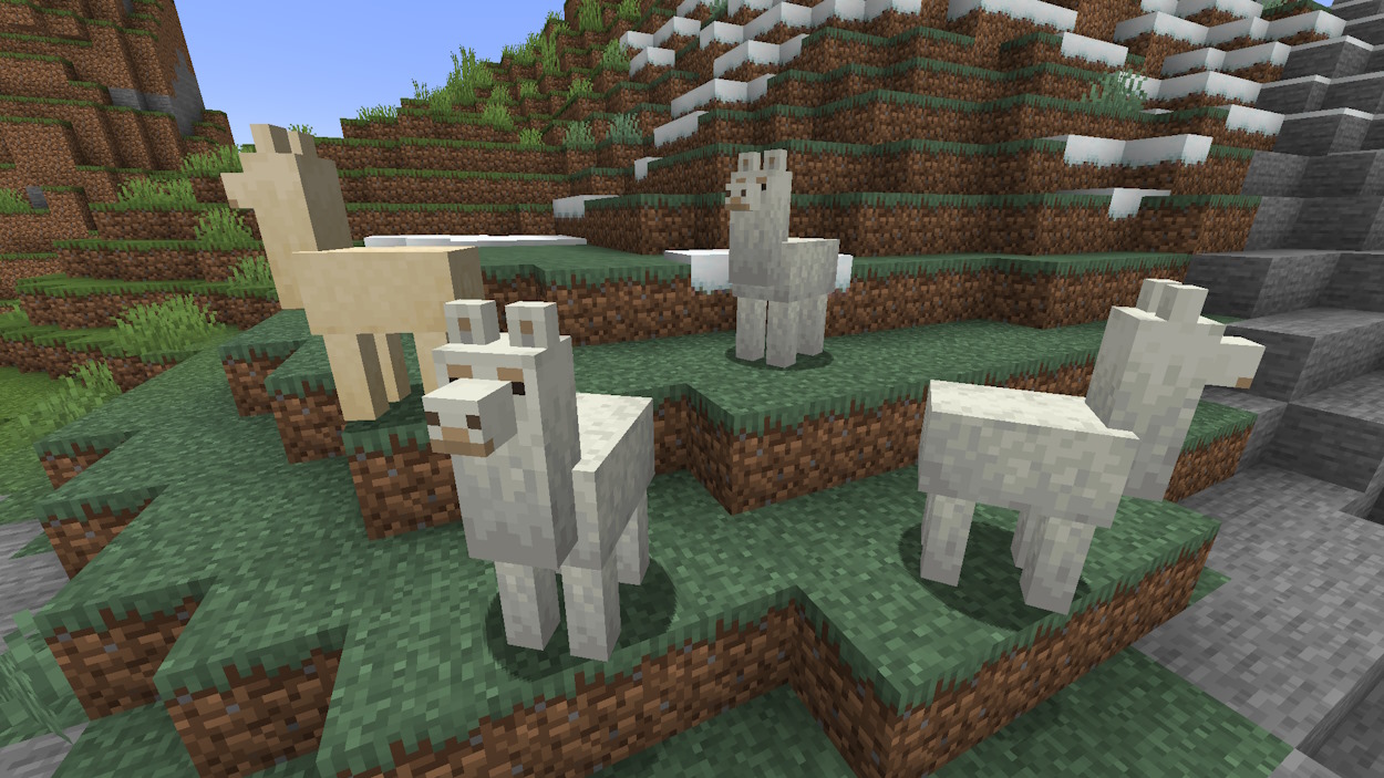 Llamas on a hill